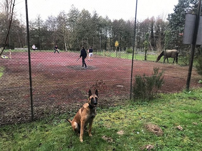 Tennis et Animaux