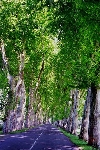 the Alley of the Port and its Plane trees