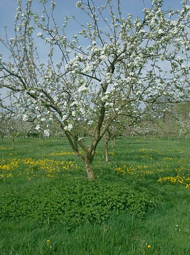 Verger en fleurs