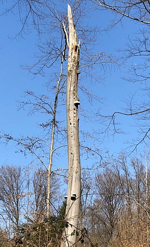 Bois du Grand Taillis
