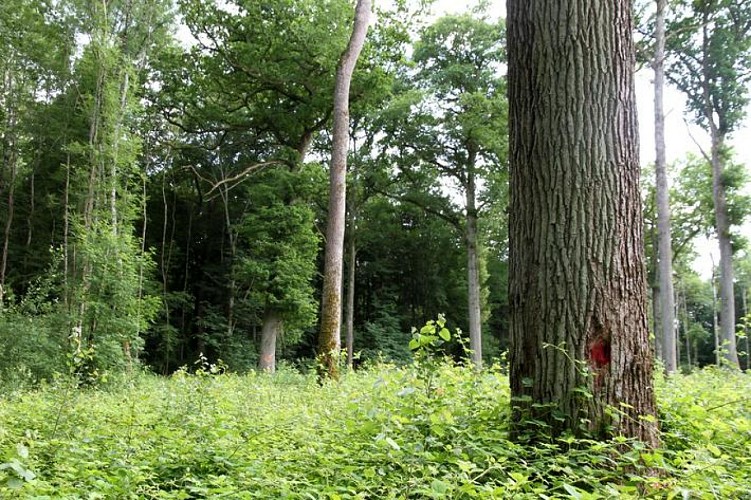 Domanial Forest of Villefermoy