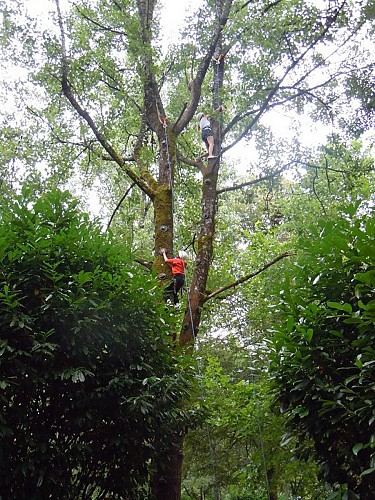 Escalad'arbre Escapade Nature Pays d'Argentat
