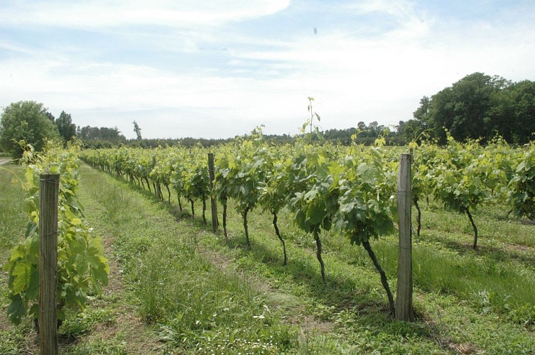 Producteur - Armagnac - Saint Justin - Chai de Soube - Vignoble