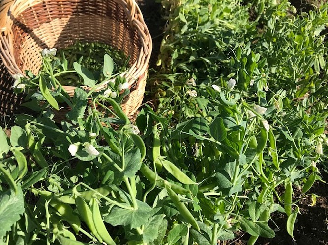Les légumes de Legaud