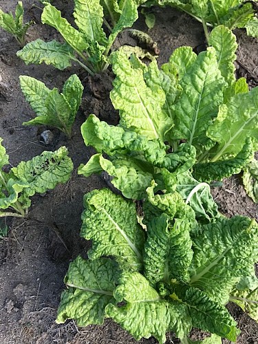 Les légumes de Legaud