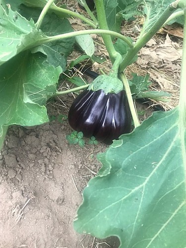 Les légumes de Legaud