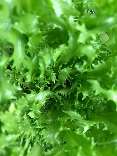 Les légumes de Legaud