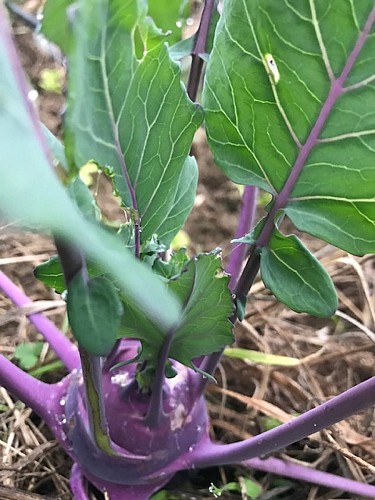 Les légumes de Legaud