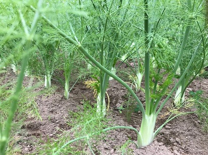 Les légumes de Legaud