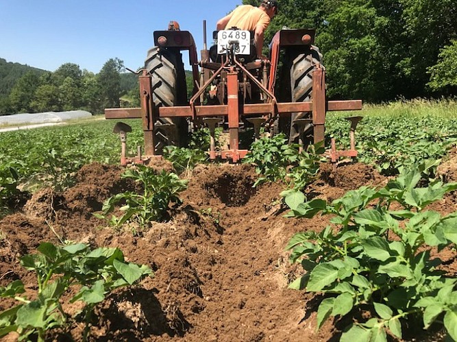 Les légumes de Legaud
