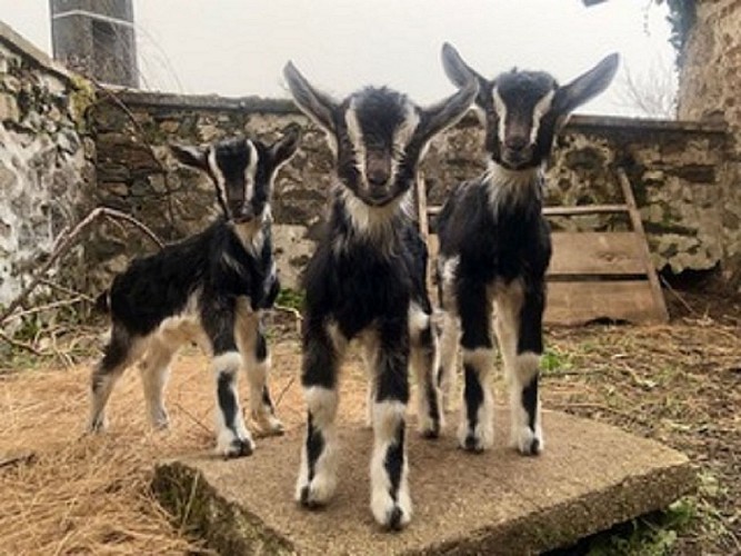 A la ferme aux cinq sens - Ferme traditionnelle