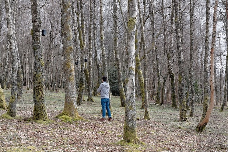 Bois de sculptures de l'Ile de Vassivière_1