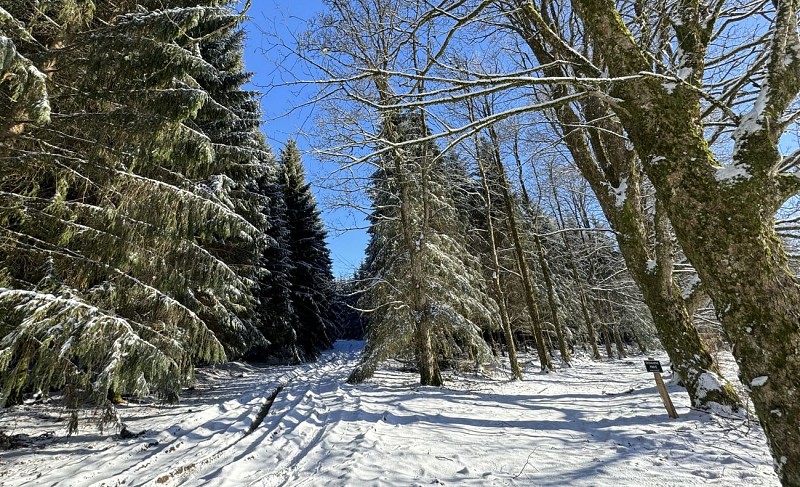 CircuitbatailledesardenneslibramontchevignyMTFSH_TEXTO_Pascal_Willems_-6