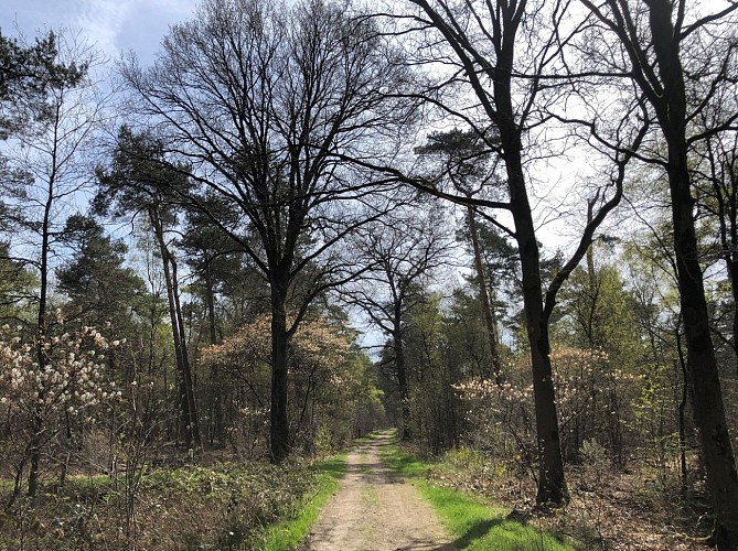 Forêt De Schootse Hoek