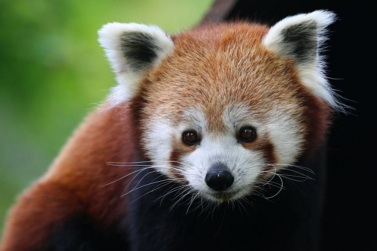 Ailurus fulgens fulgens (17)