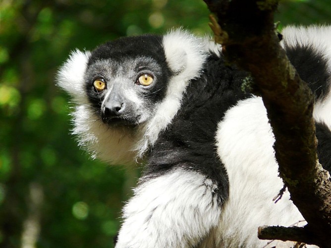 reserve zoologique de calviac