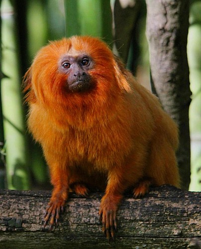 Reserve_Zoologique_de_Calviac