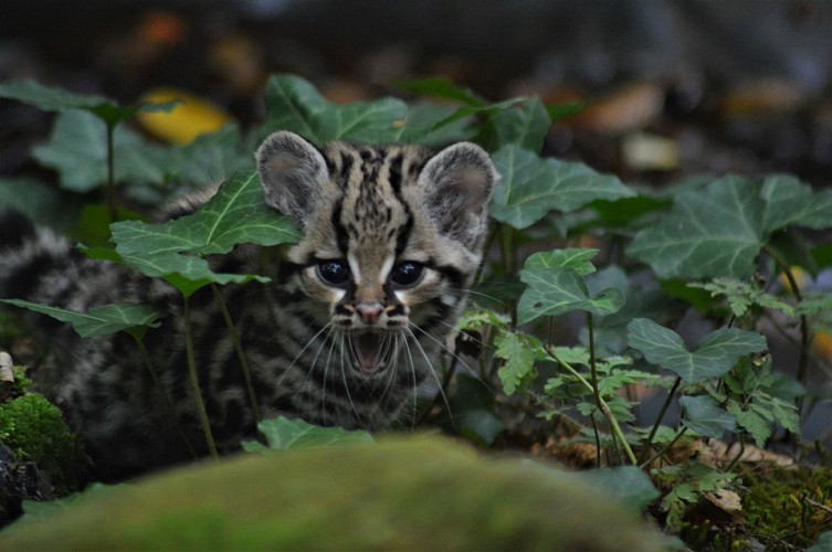 Réserve Zoologique de Calviac