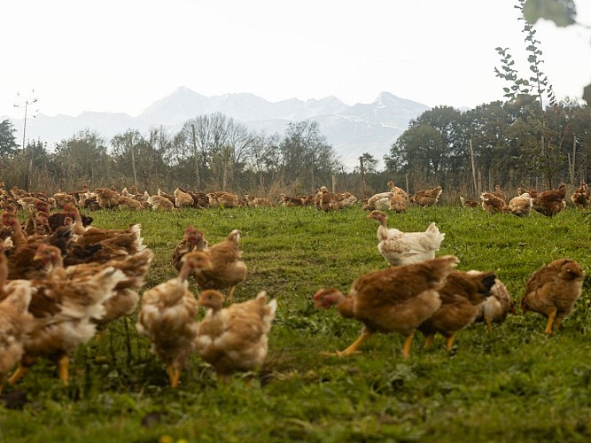 Ger ferme Marcotte poulets-parcours-vue-picdumidi