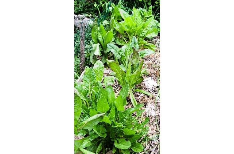 sobrieteheureuse_petitpotager