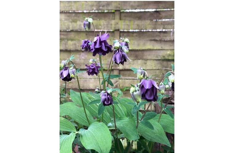 sobrieteheureuse_ancolie