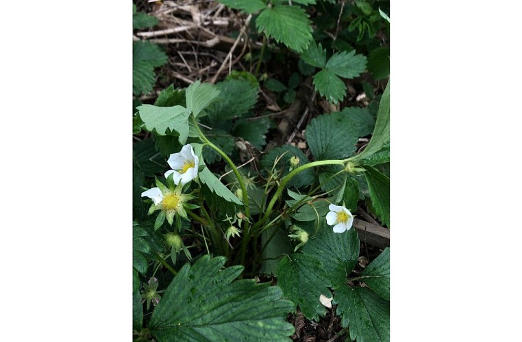 sobrieteheureuse_fraisiers