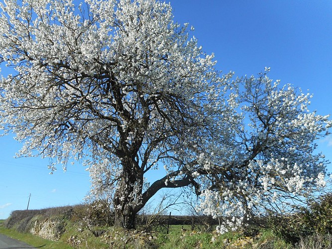 Chambres d'hotes l'amandier misse Thouars Thouarsais Deux Sevres
