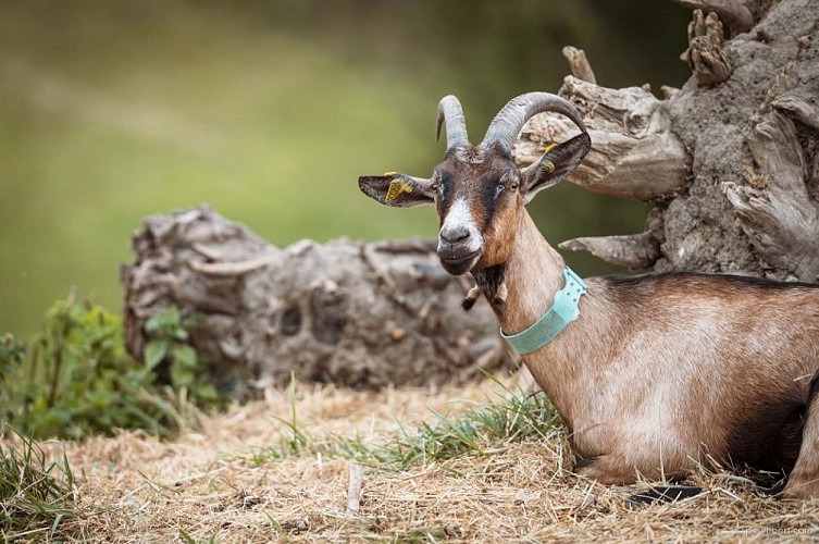 La Chèvrerie des Sources 47 - 5