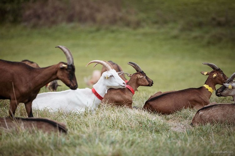 La Chèvrerie des Sources 47 - 4