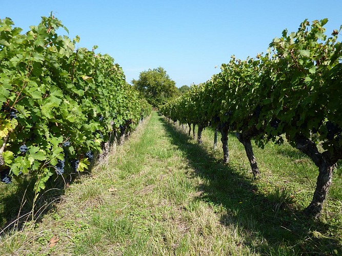 Château du Puy Faure