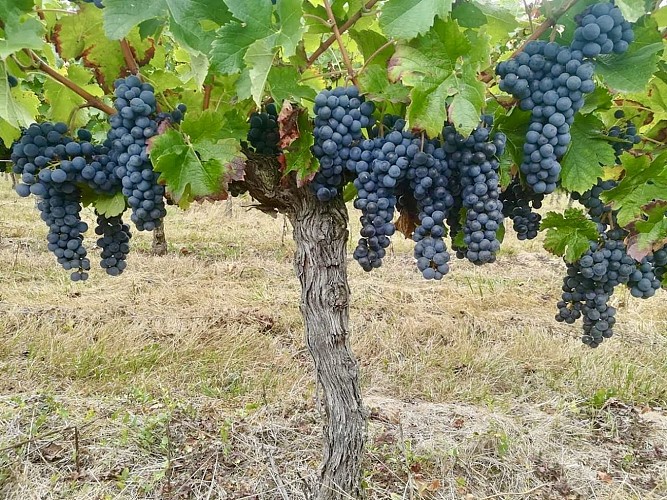 Château du Puy Faure