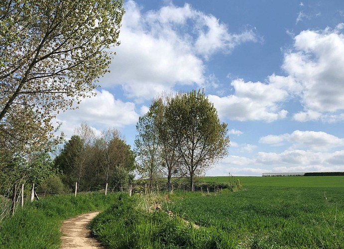 Chemin dans les champs