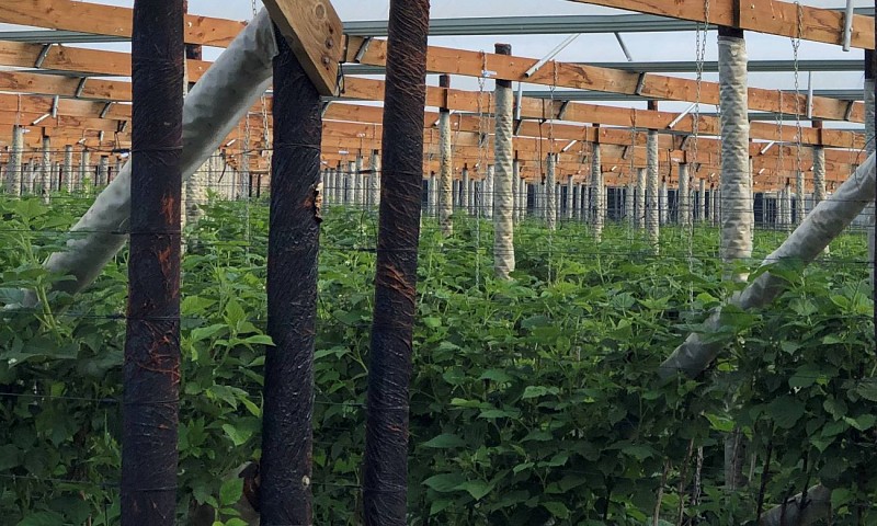 Production de fruits