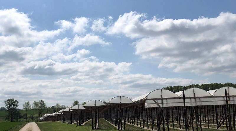 Production de fruits