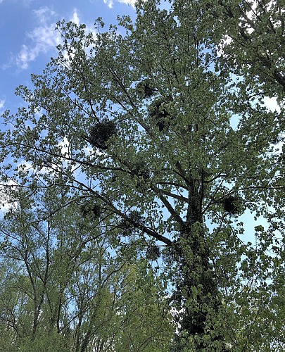 Boules de gui dans les arbres