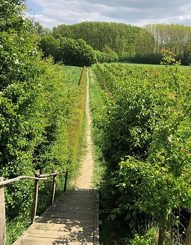 Descente vers les champs