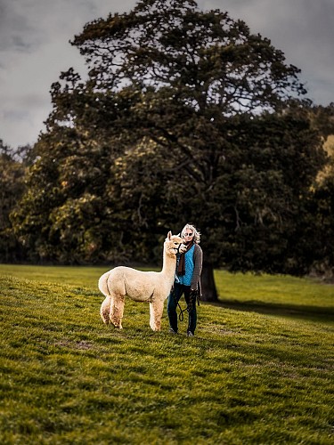 ALPAGAS DE LA MONTAGNE