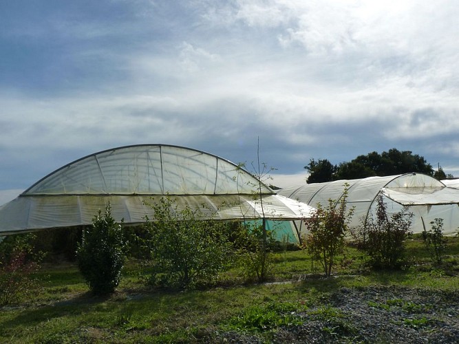 Mont-Disse Brin d'herbe cph SMT 2013 (7)