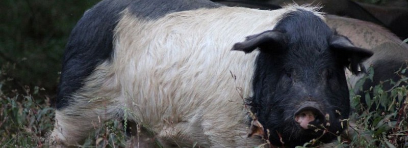 header_oc_elevagepeuch_0