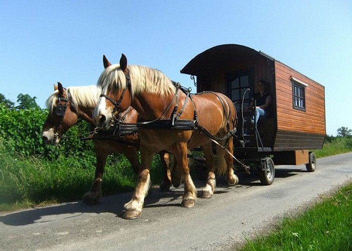 Promenade en calèche et location de roulotte avec cheval pour les vacances