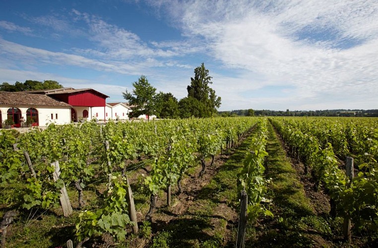 7-Vigne Château Grand Corbin-Despagne