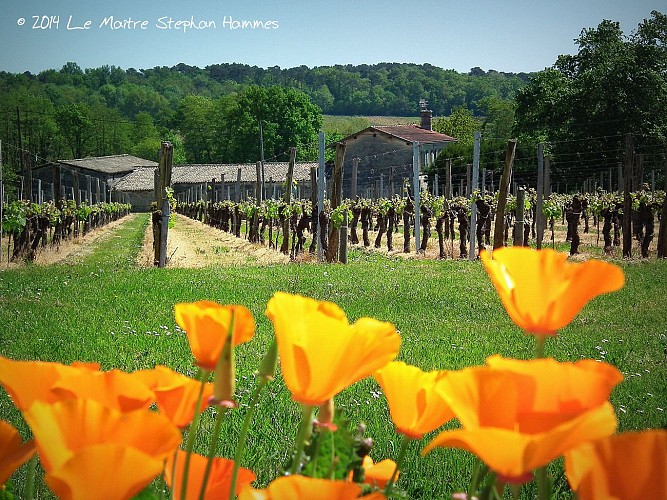 Chateau Haut Jamard (4)