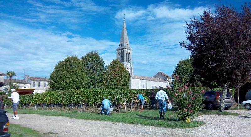 vendanges manuelles