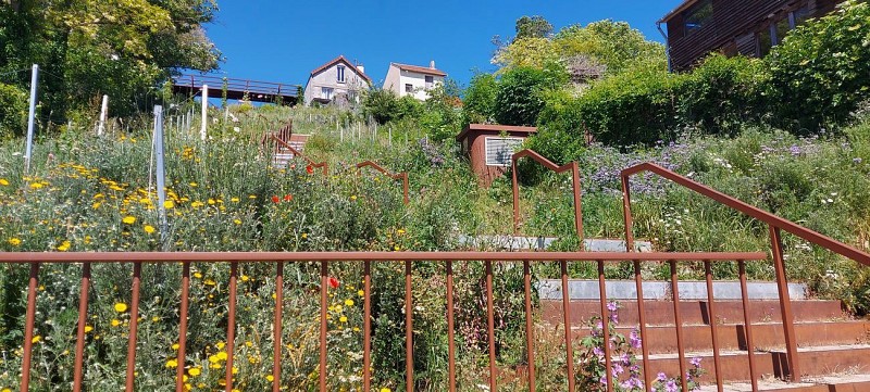 La Montée aux Vignes