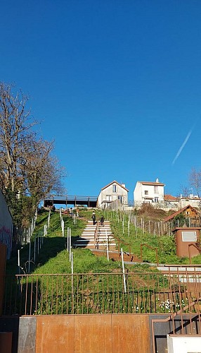 La Montée aux Vignes