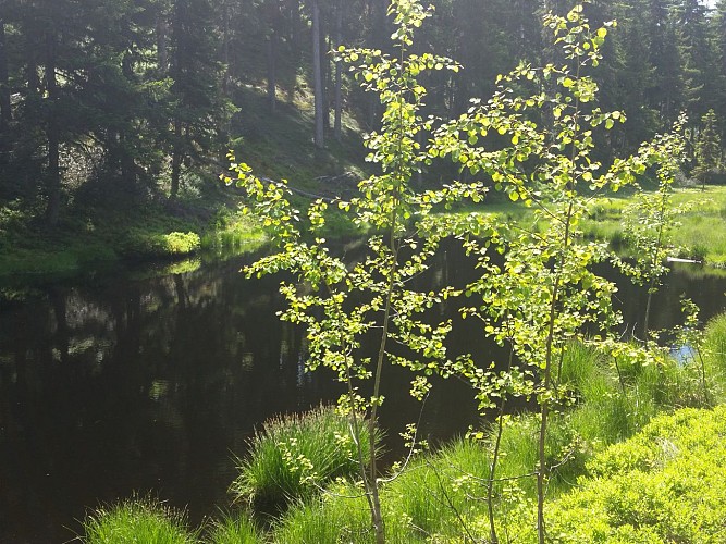 La Tourbière du Lac Noir