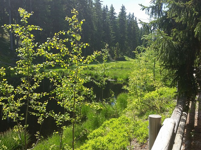 La Tourbière du Lac Noir