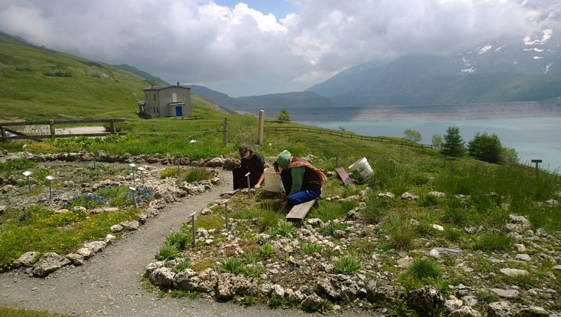 Le Jardin Alpin du Mont-Cenis
