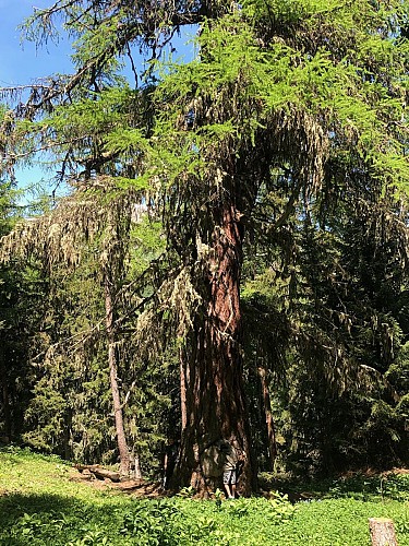 Le gros mélèze