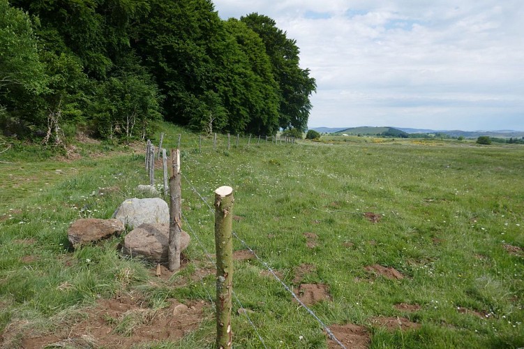 Point de vue de la bifurcation